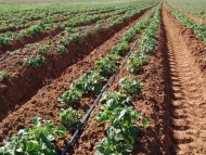 Новосибирские власти готовы предложить горожанам землю под выращивание овощей